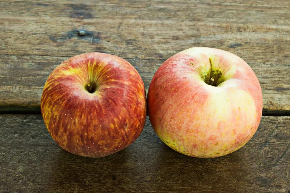 2 яблока. Два яблока. Два одинаковых яблока. Одинаковые яблоки.