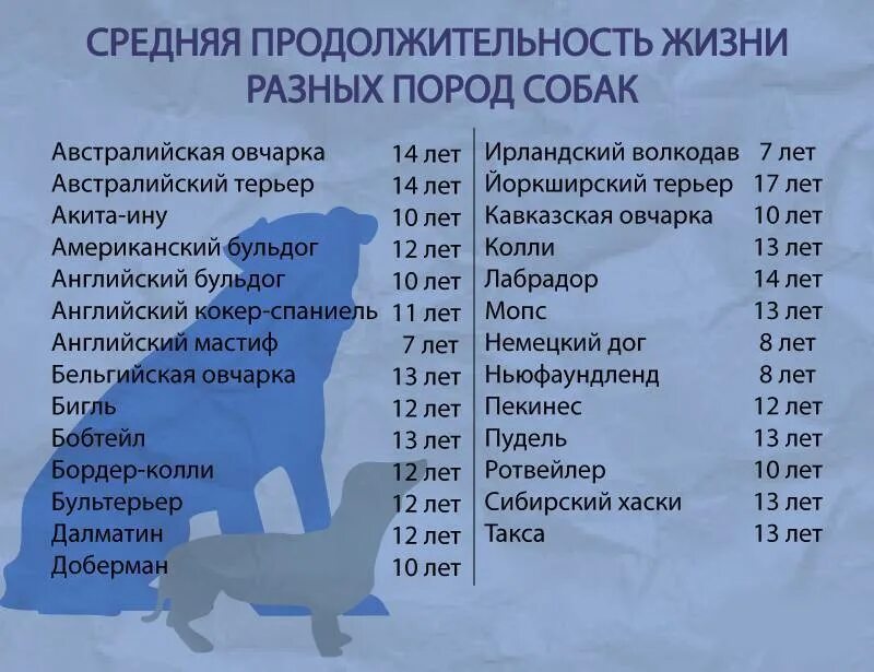 Сколько живут вариантов. Средняя Продолжительность жизни собак. Сколько лет живут собаки таблица по породам. Продолжительность жизни собак разных пород. Средняя Продолжительность жизни собак по породам.