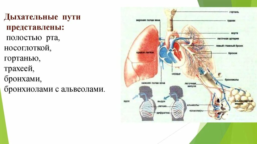 Носоглотка бронхи гортань носовая полость легкие трахея. Трахея бронхи бронхиолы альвеолы. Гортань трахея бронхи альвеола. Носовая полость гортань трахея бронхи бронхиолы. Внешние дыхательные пути.