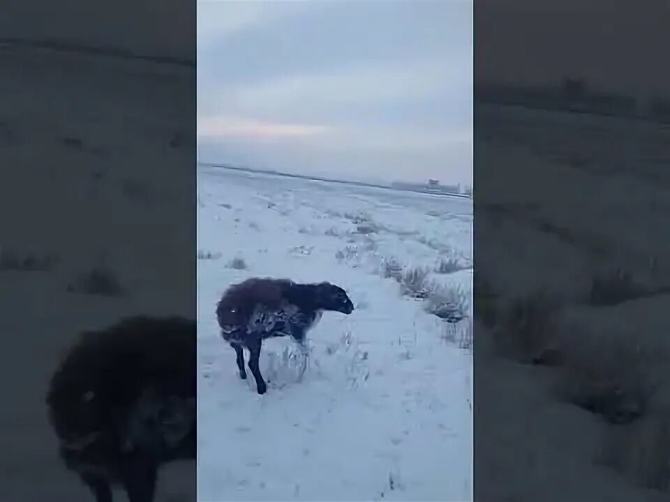 Замерзшие животные в якутии минус 80. Замерзшие животные в якутии. Замерзшие животные в якутии. Замерзшие животные в якутии. Собаки в якутии замерзают.