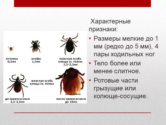 Клещи характерные признаки. Характерные признаки клеща. Характерные признаки иксодовых клещей:. Отличительные особенности клещей.