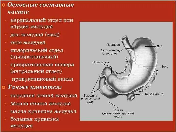 Кардиальный латынь. Кардиальный и пилорический отделы желудка. Антральный и пилорический отделы желудка. Желудок антральный пилорический кардиальный отделы. Кардия желудка что это такое анатомия.