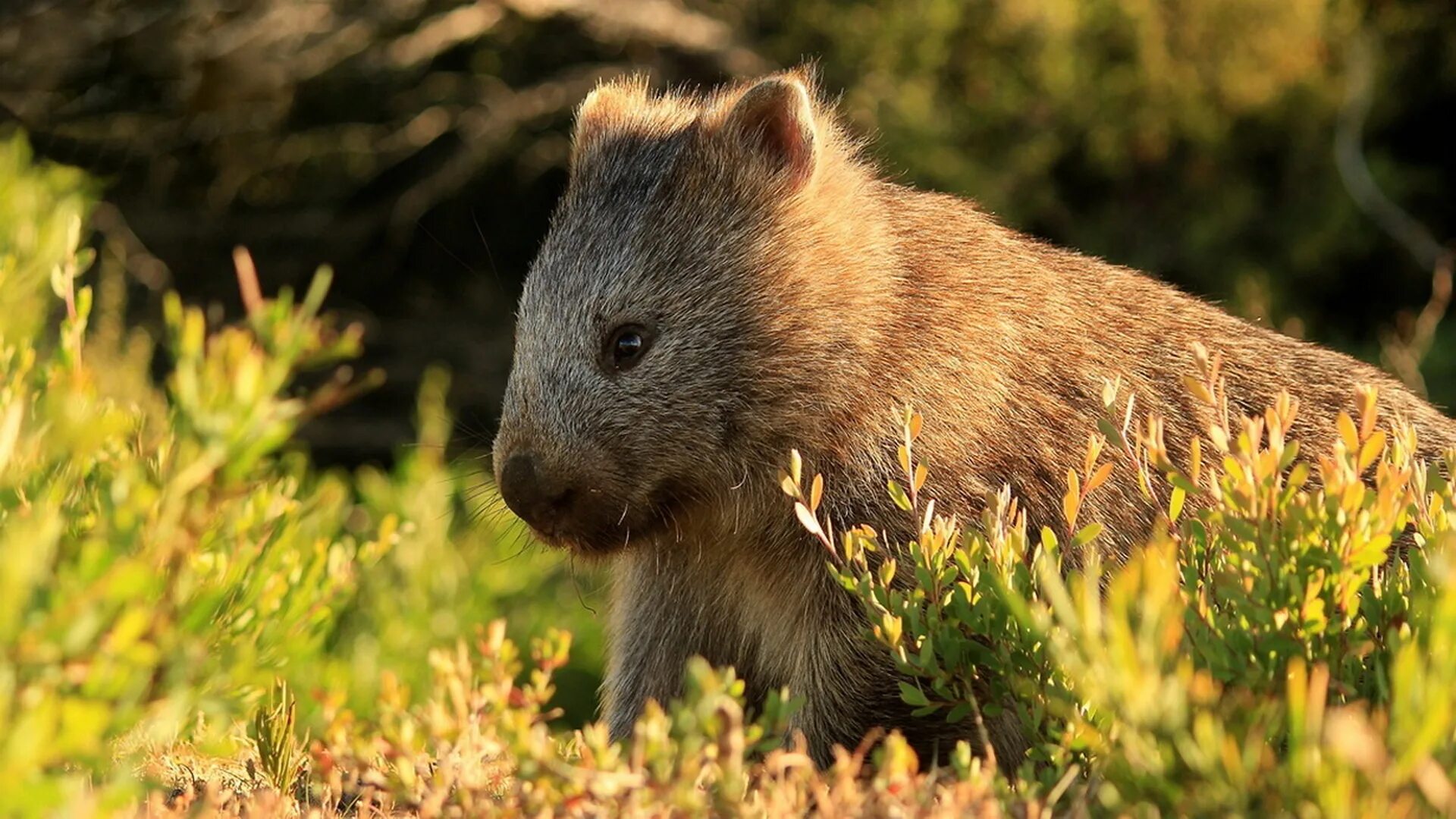 тм животное