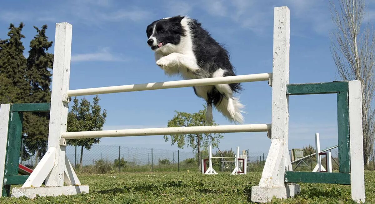 Jump over the fence