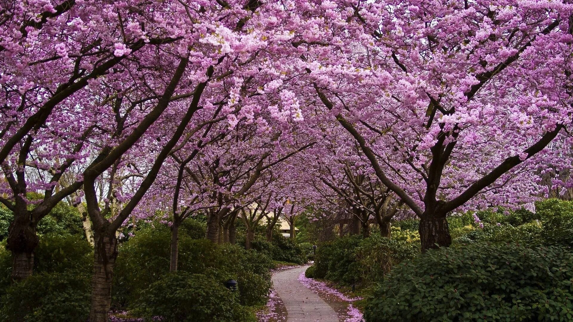 Japanese blossom. Сакуровый сад в Японии. Сакура черри блоссом дерево. Pink черри блоссом дерево деревья парк. Черри блоссом аллея.