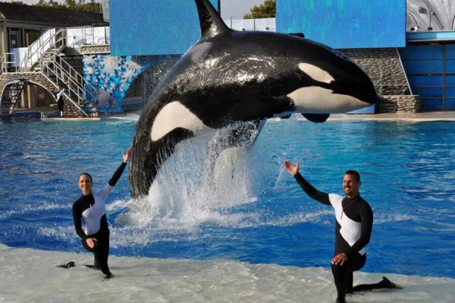 World san. SEAWORLD Сан Диего. SEAWORLD парк Лос-Анджелес. Зоопарк Сан-Диего Дельфин. Парк морских животных в Сан-Диего.