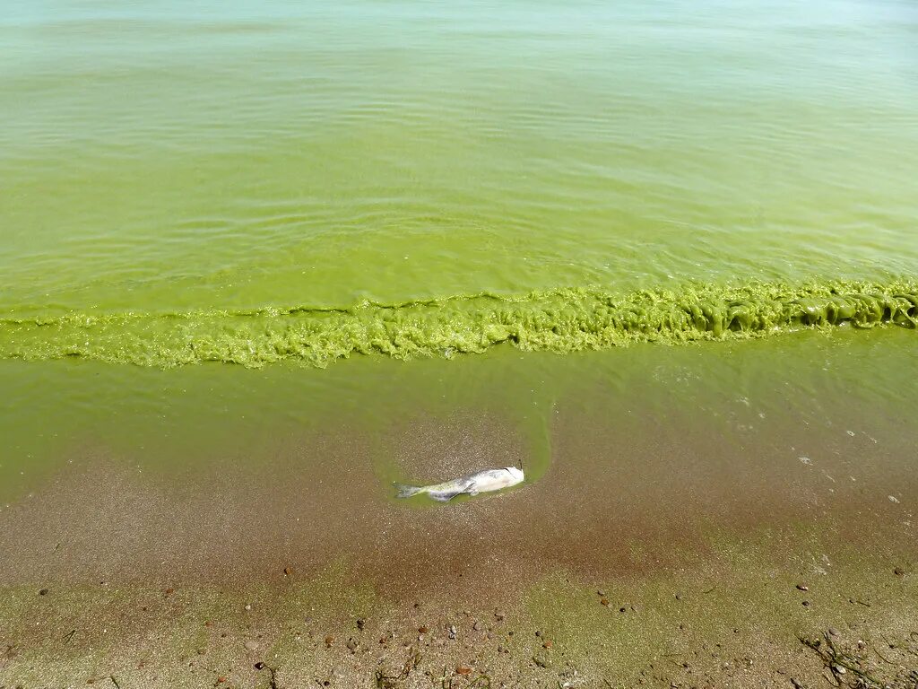 Водоросли цветут. Эвтрофикация Азовского моря. Цветение воды цианобактерии. Биологическое загрязнение мирового океана. Эвтрофикация Балтийского моря.