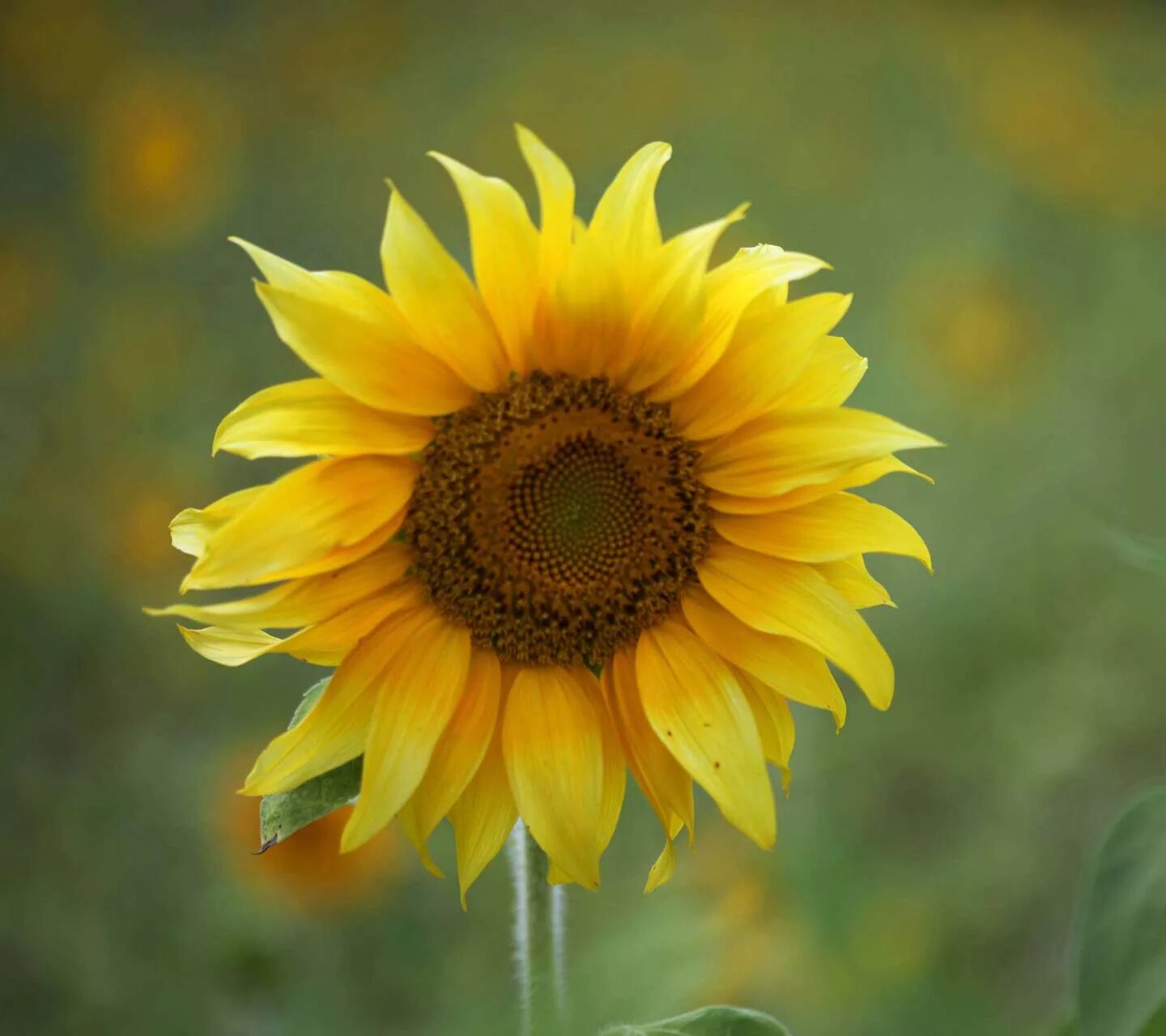 Funning flowers. Sunflower Beach. Flowers and fun иконка.