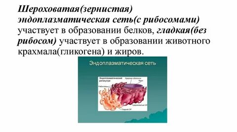 Состав и функции эндоплазматической сети