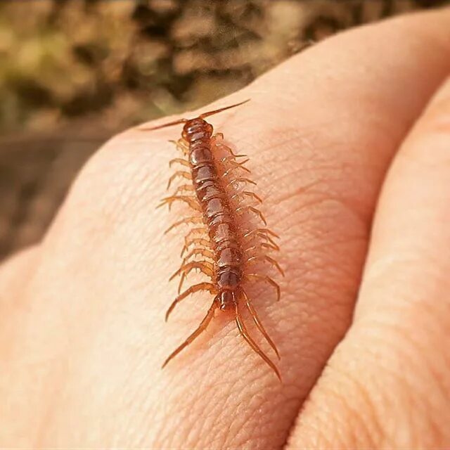 Сколопендра костянка. Сороконожка сколопендра. Костянка многоножка. Костянка сколопендра сколопендра. Сороконожка спб