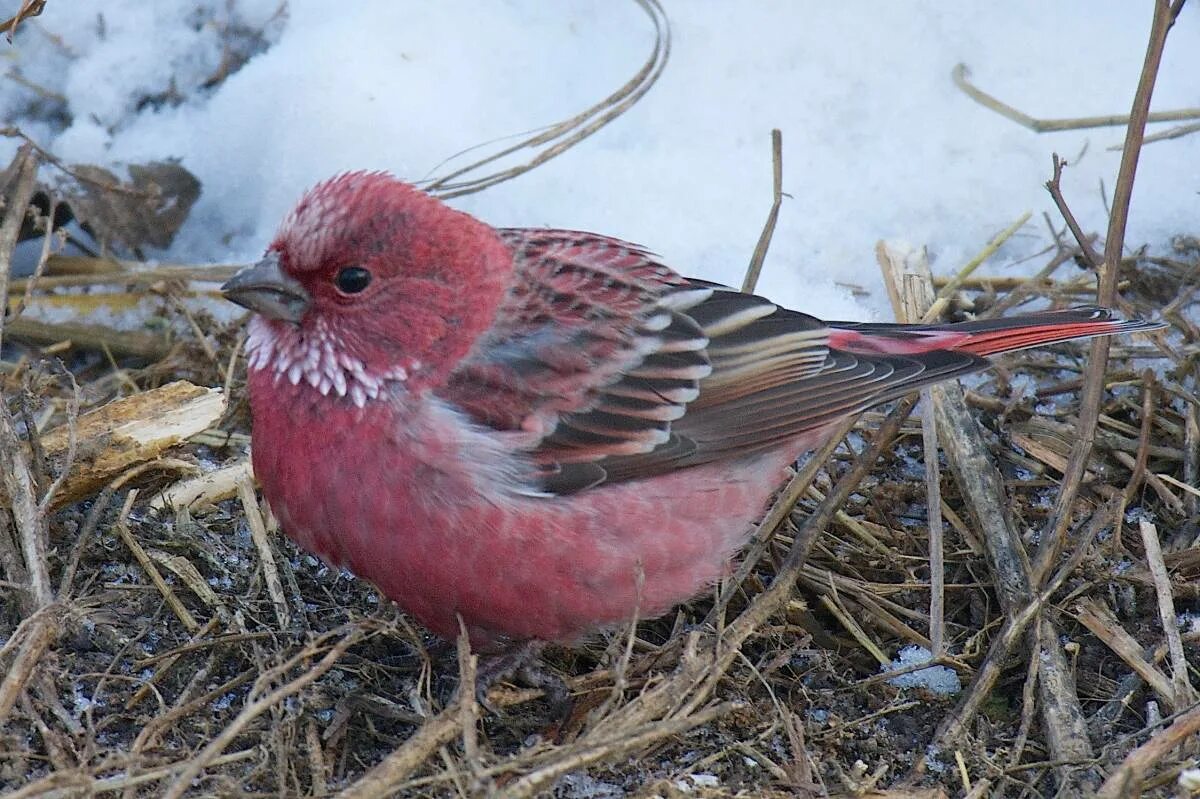 Сибирская чечевица птица. Сибирская чечевица. Carpodacus roseus. Carpodacus pulcherrimus. Сибирская птица алтайский край