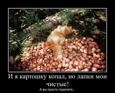 Копал картошку прикол