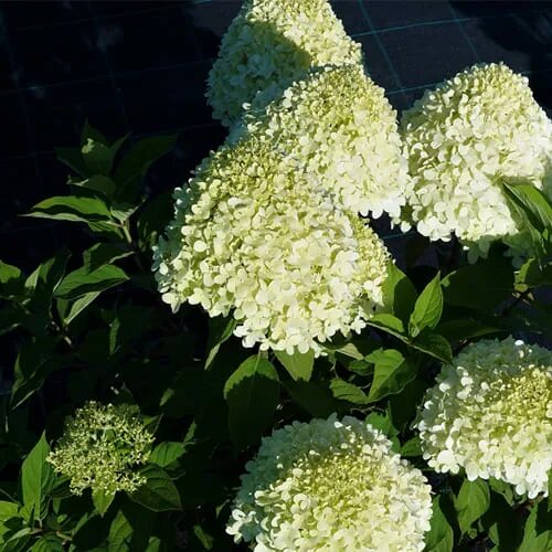 Гортензия метельчатая selection фото Гортензия метельчатая Селекшн (Hydrangea paniculata Selection) Садовое ателье