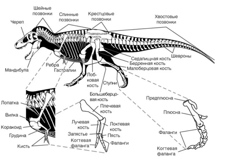 Строение скелета тираннозавра. Строение скелета Тирекса. Строение скелеьа тироназавра. Тираннозавр рекс строение скелета.