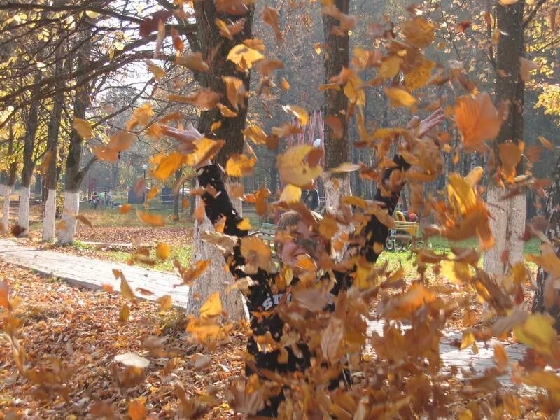 Листопад сильный ветер. Осень сильно листопад. Дружный листопад осенью. Листопад кружит листья. Пришла осенним листопадом