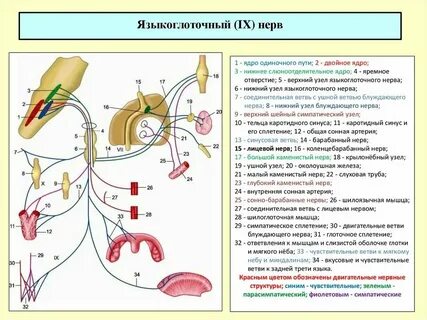 Область иннервации черепных нервов
