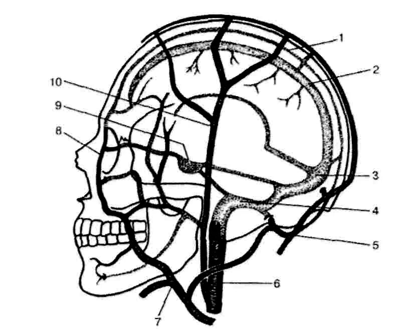 Синусы оболочек головного мозга. Синусы твердой мозговой оболочки схема. Система венозных синусов головного мозга. Венозные синусы головного мозга анатомия. Синусы твердой оболочки головного мозга.