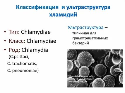 Таксономия микоплазм