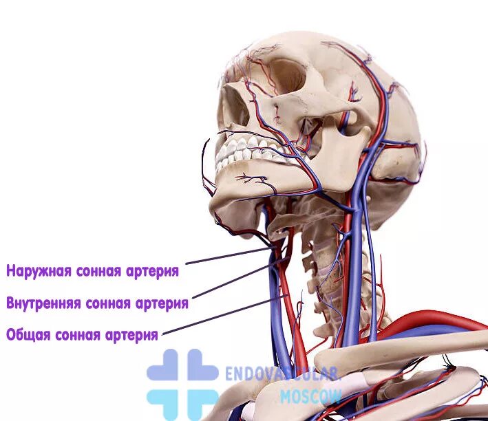 Расположение внутренней сонной артерии. Общая Сонная артерия располагается. Расположение сонных артерий у человека. Устье внутренней сонной артерии анатомия. Где находится сонная артерия у женщин