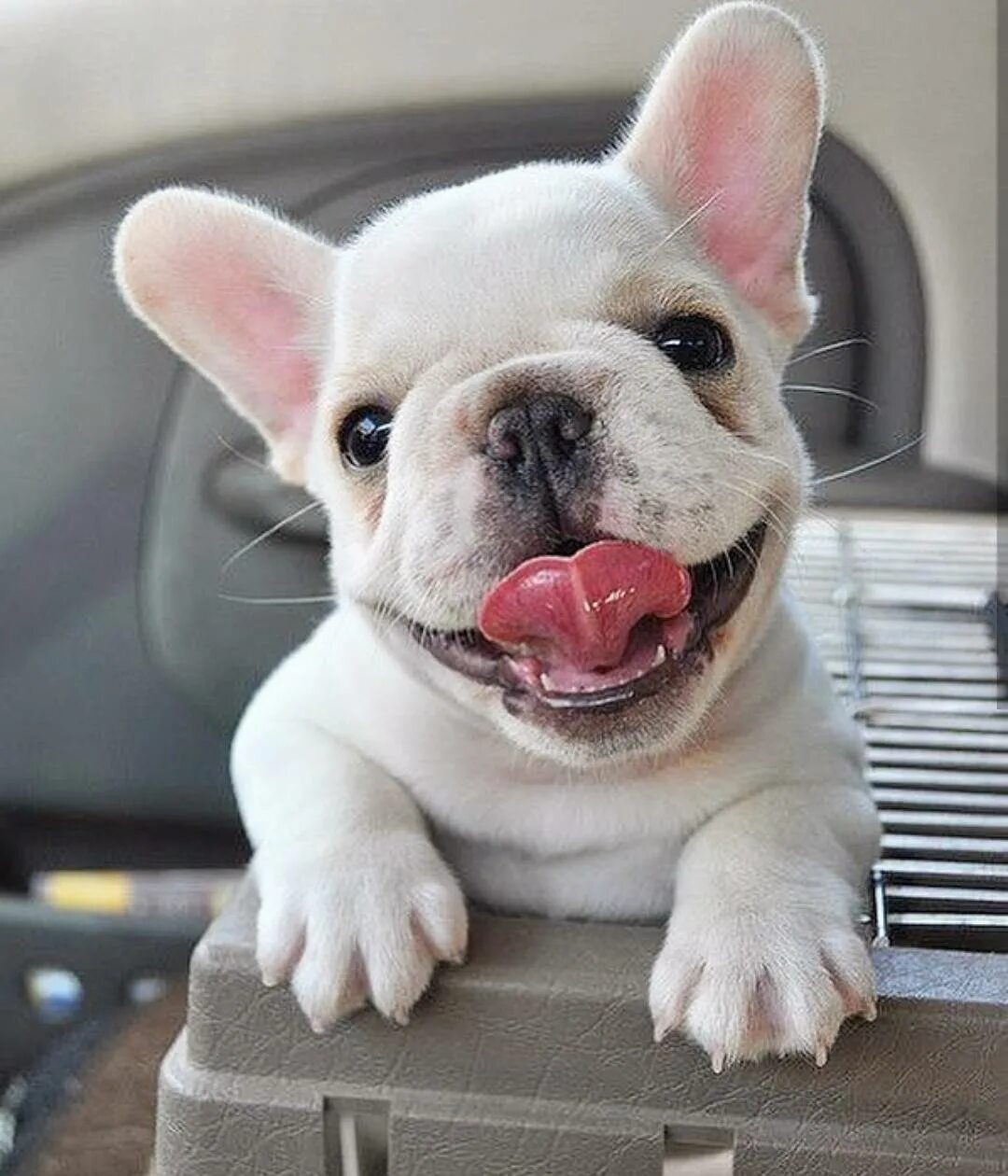 Смешные бульдоги фото. Милые щенки французского бульдога. смешные французские бульдоги. веселый французский бульдог. смешной бульдог.