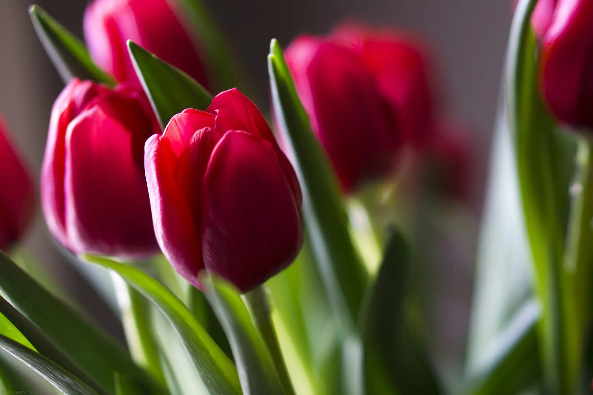 Тюльпаны заставка на телефон вертикальные. Тюльпан Leen van der Mark. Красные тюльпаны. Тюльпаны на рабочий стол. Тюльпаны крупные красные.