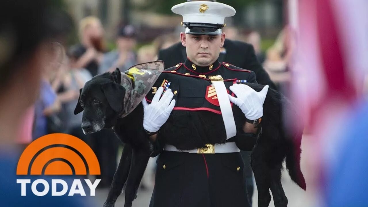 Final dog