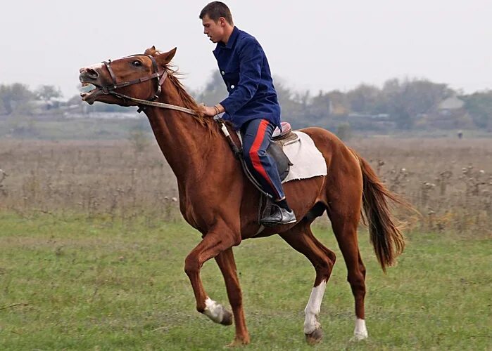 Наездник пегаса сканворд