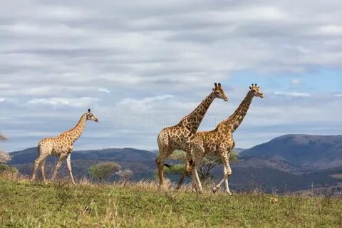 Diverse wildlife