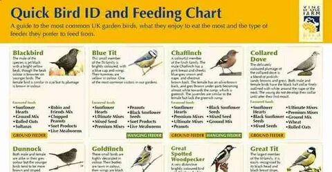 Bird example
