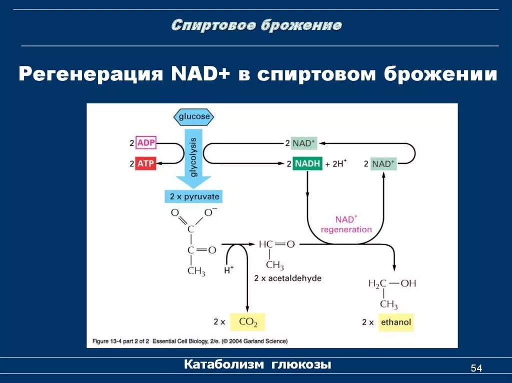 Брожение Глюкозы этапы. Спиртовое брожение пируват. Спиртовое брожение формула биохимия. Спиртовое брожение окисление НАДН. Этап катаболизма глюкозы