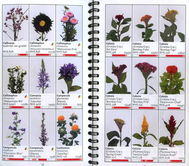 Растения на букву а. Названия цветов на французском. Названия цветов на ж. Названия цветов растений. Цветы разные виды названия.