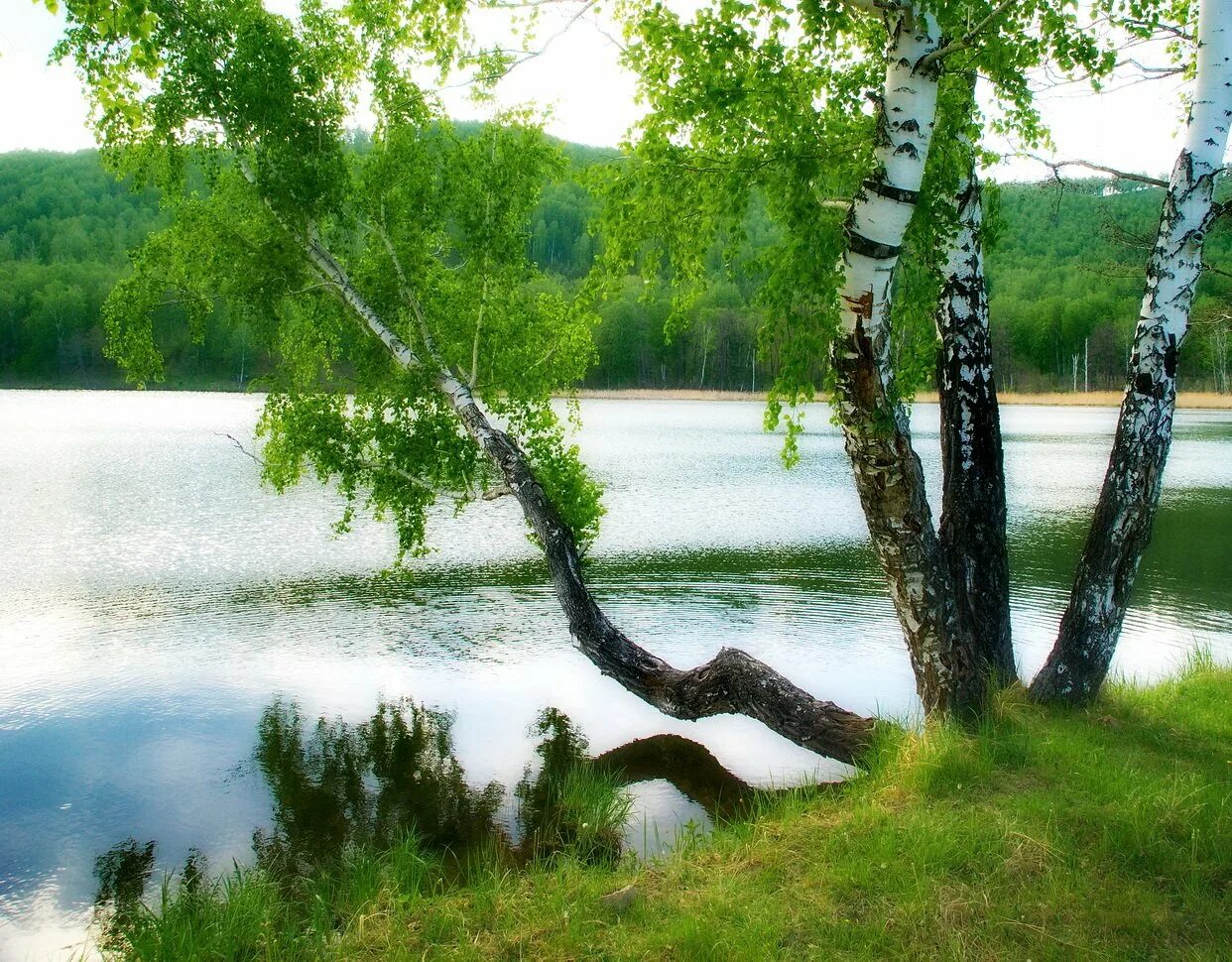 Вода родной край. Берёза повислая у реки. Березовая роща береза повислая. Береза повислая над рекой. Березы у реки.