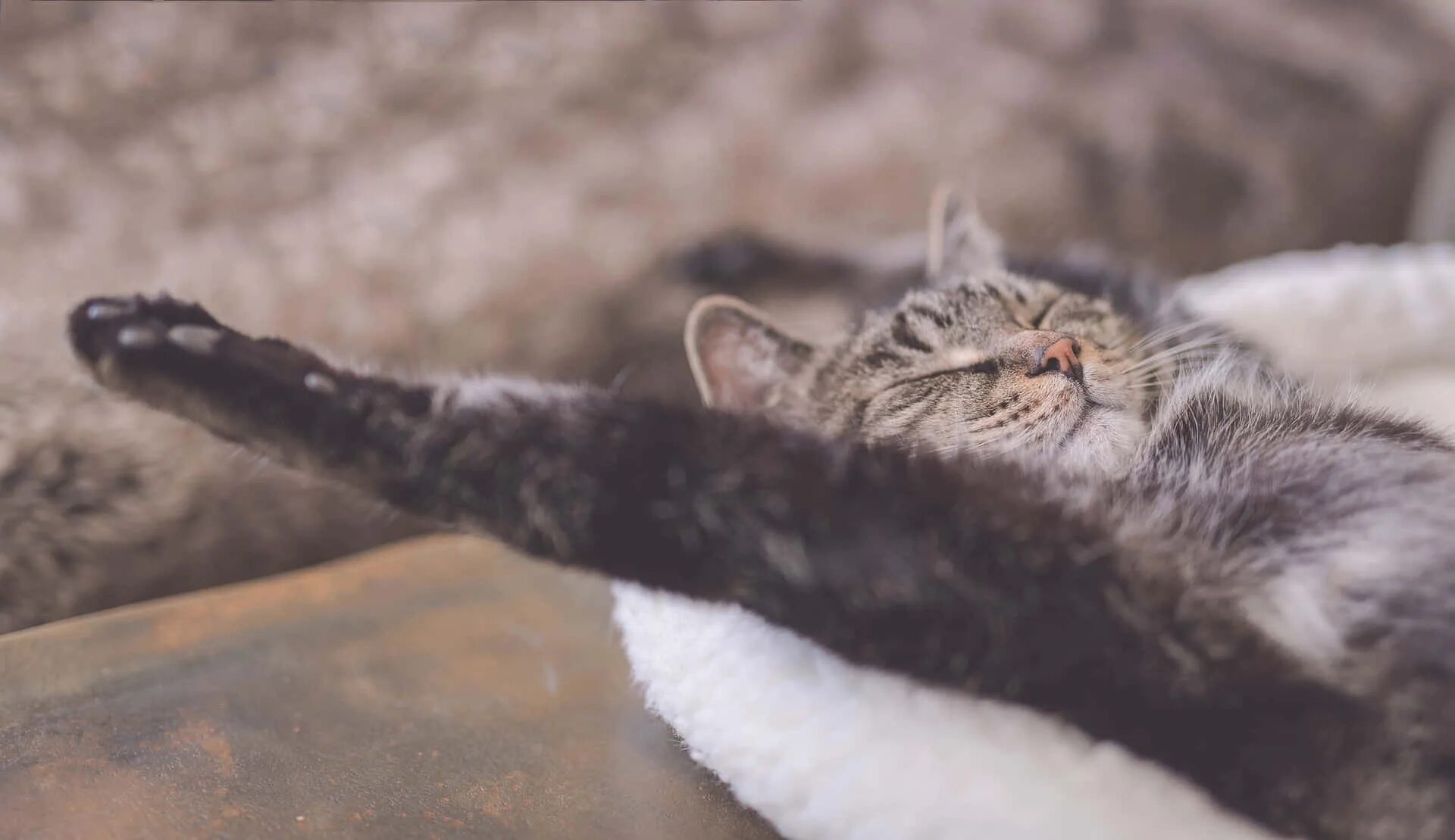 Отдыхающий кот. Кошки расслабляются. Кошка расслабляется. Спящие котята. Коты в квартире.