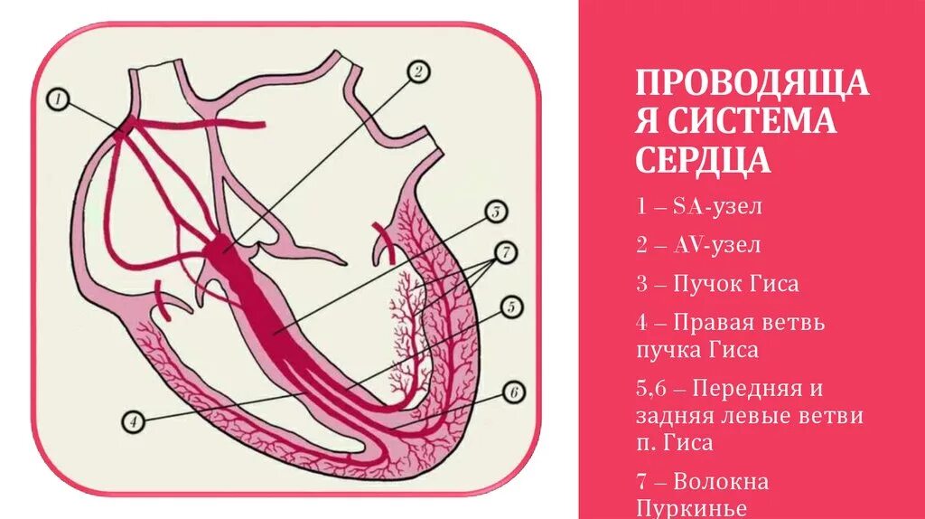 Пучок пуркинье. Волокна Пуркинье проводящей системы сердца. Проводящая система сердца схема. Схема узлов и Пучков проводящей системы сердца. Проводящая система сердца схема без подписей.