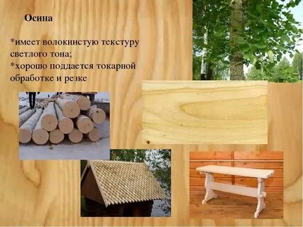 Осина какая порода дерева