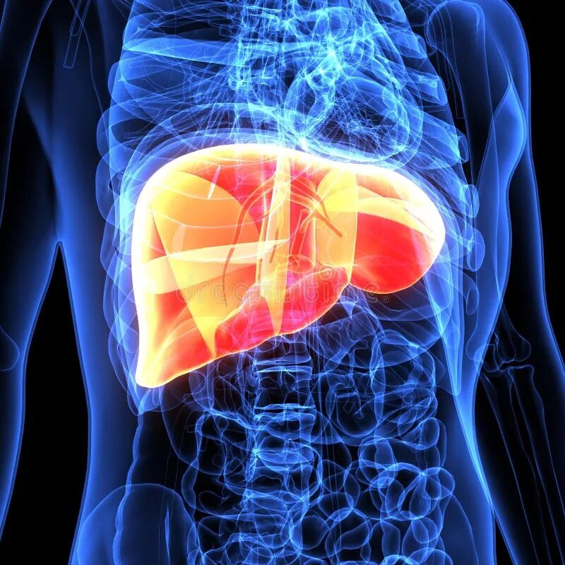 Human Liver Vector Icon stock vector. Illustration of digestive - 221403445