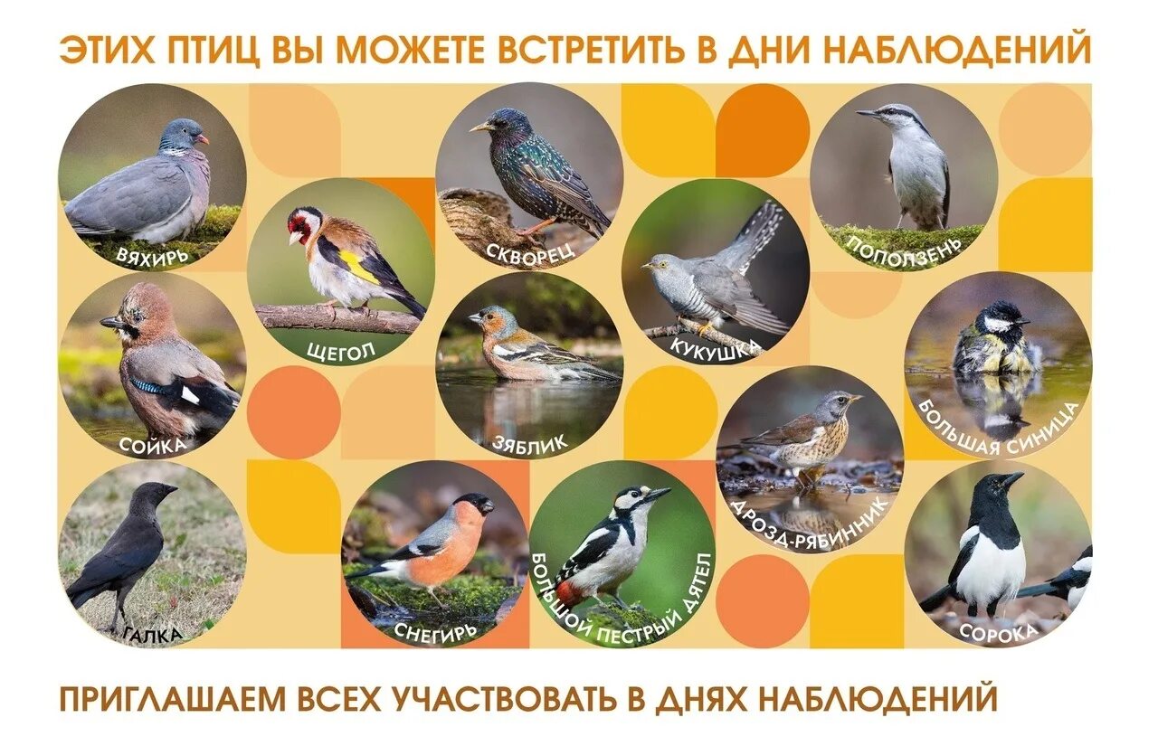 Когда день птиц в 2024 году. Всемирные дни наблюдения птиц. Всемирные дни наблюдения птиц 2022. Всемирный день птиц. Международные дни наблюдения птиц.