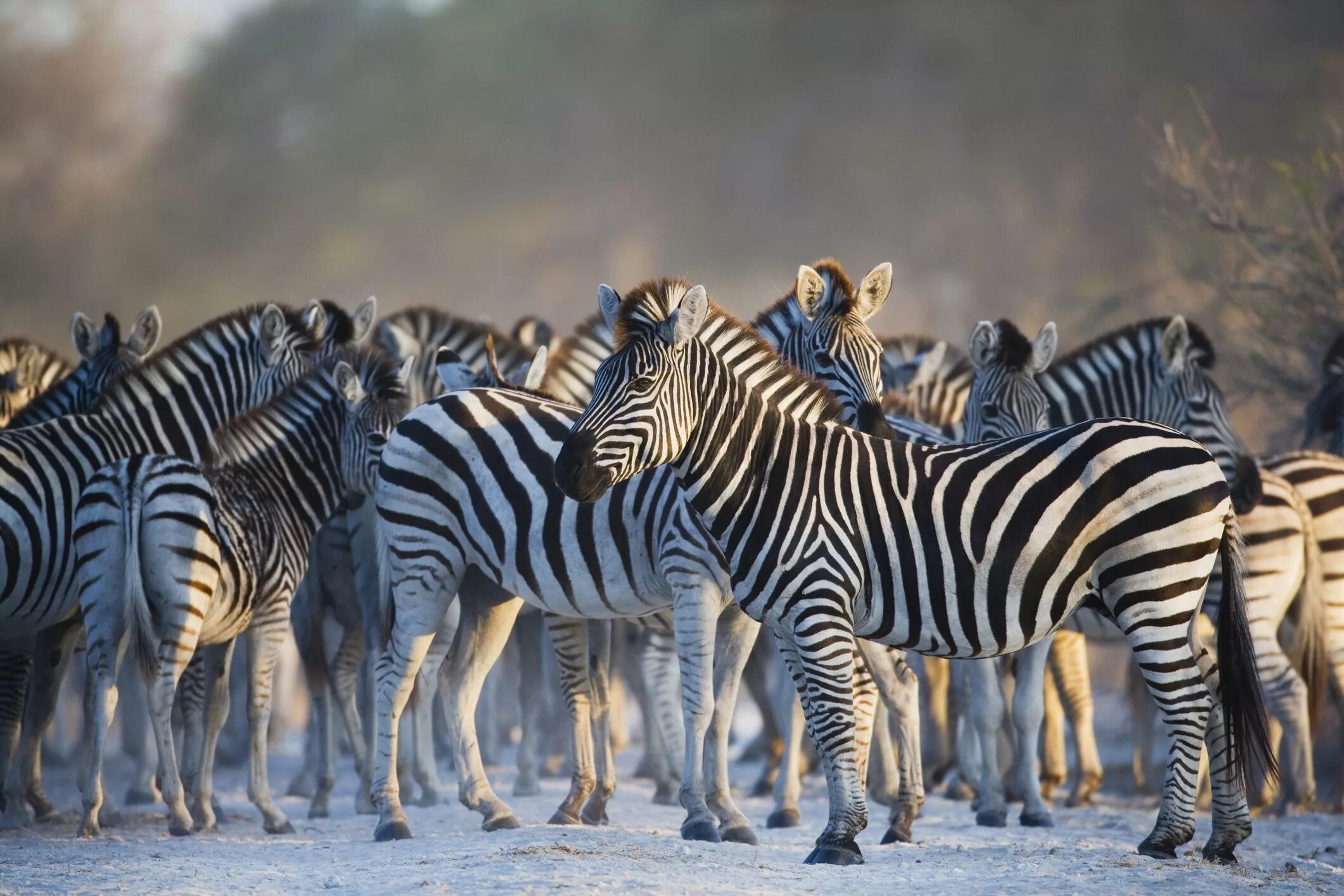 Животный индивид. Зебры миграция Макгадикгади. Популяция животных. Африканские животные. Стадо животных.