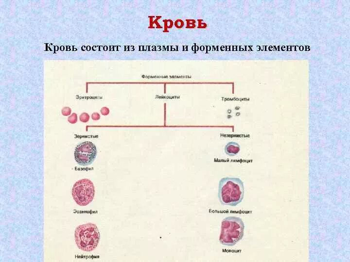 Схема клеток крови. Форменные элементы крови схема гистология. Форменные элементы крови рисунок гистология. Форменные элементы крови гистология препарат. Кровь человека гистология препарат.