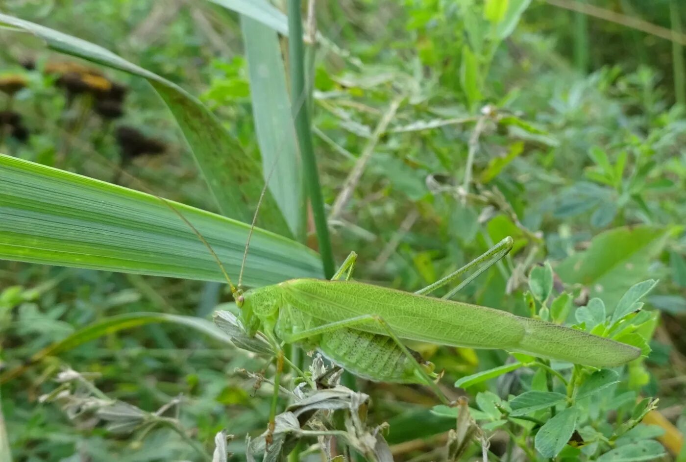 саранча и кузнечик.
