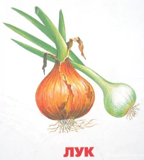 луковица на белом фоне. овощи с глазками для детей. овощи для детей лук. картинки лук для детей в детском. лук для детей.
