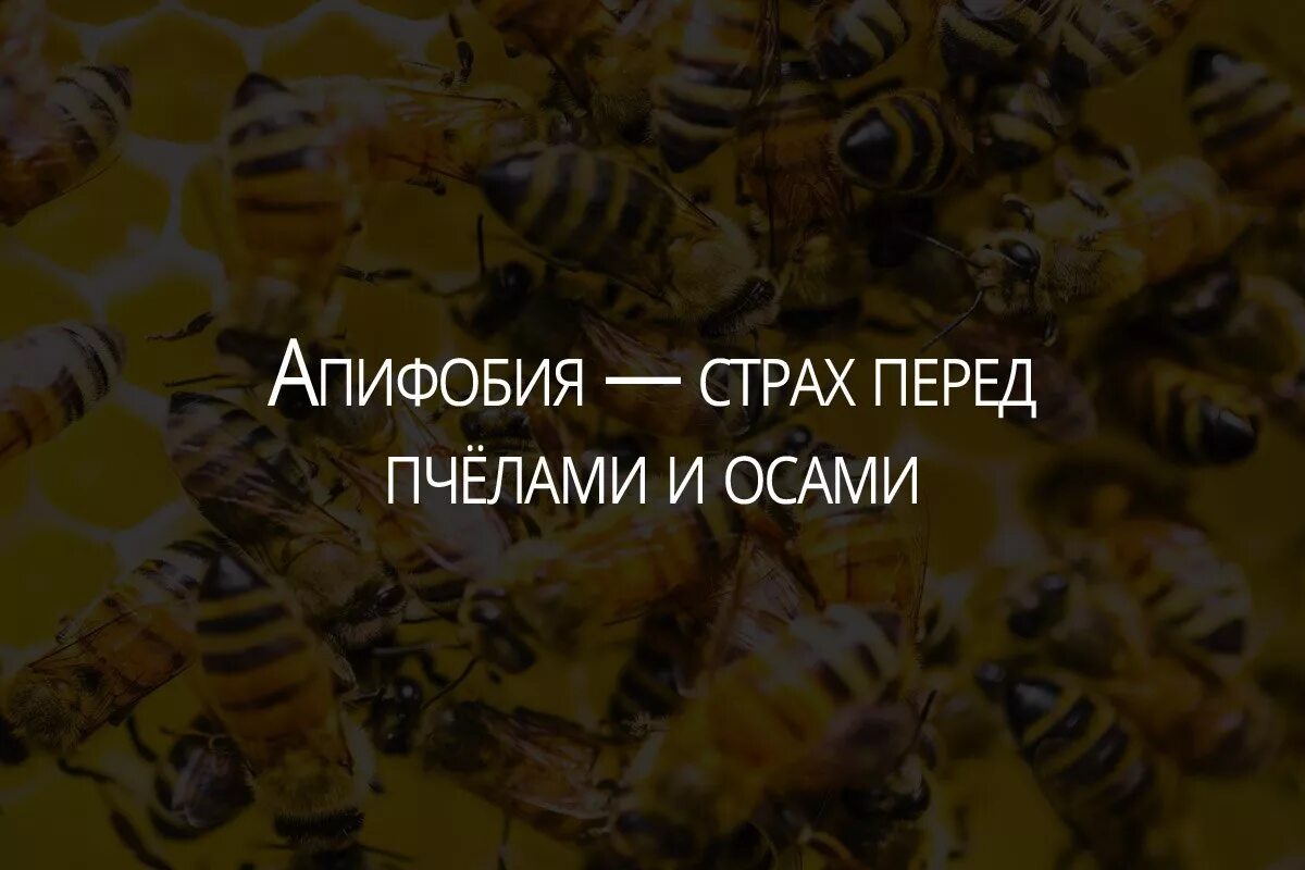 Как называется когда боишься насекомых. Как называется когда боишься насекомых