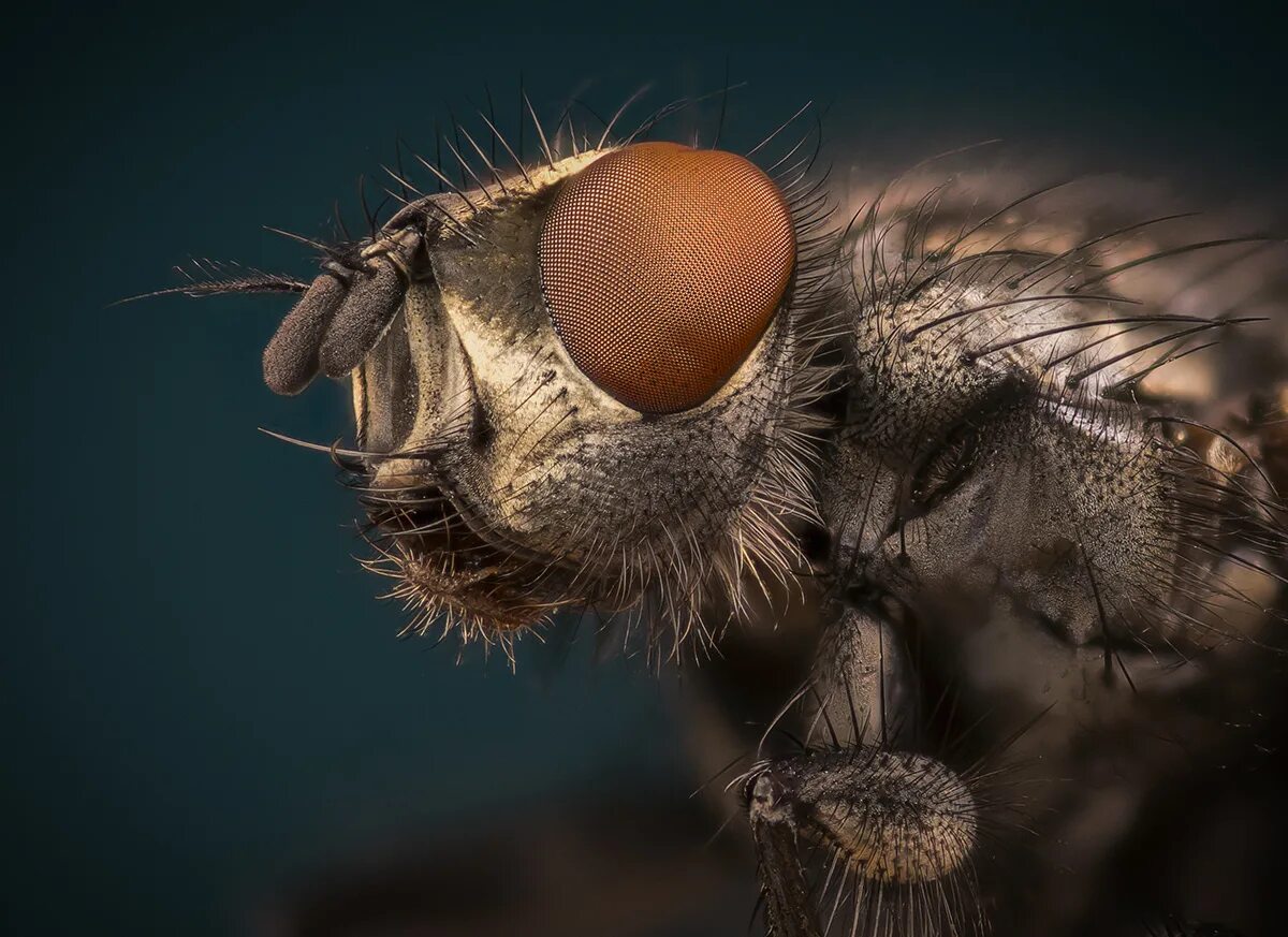 Macro os. Nikon 105 2.8 macro. макросъемка животных. 6d macro. shoot macro.