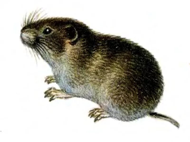 Картины лемминга. Нарисовать лемминга. Картины лемминга. Лемминг рисунок. Лемминг рисовать.