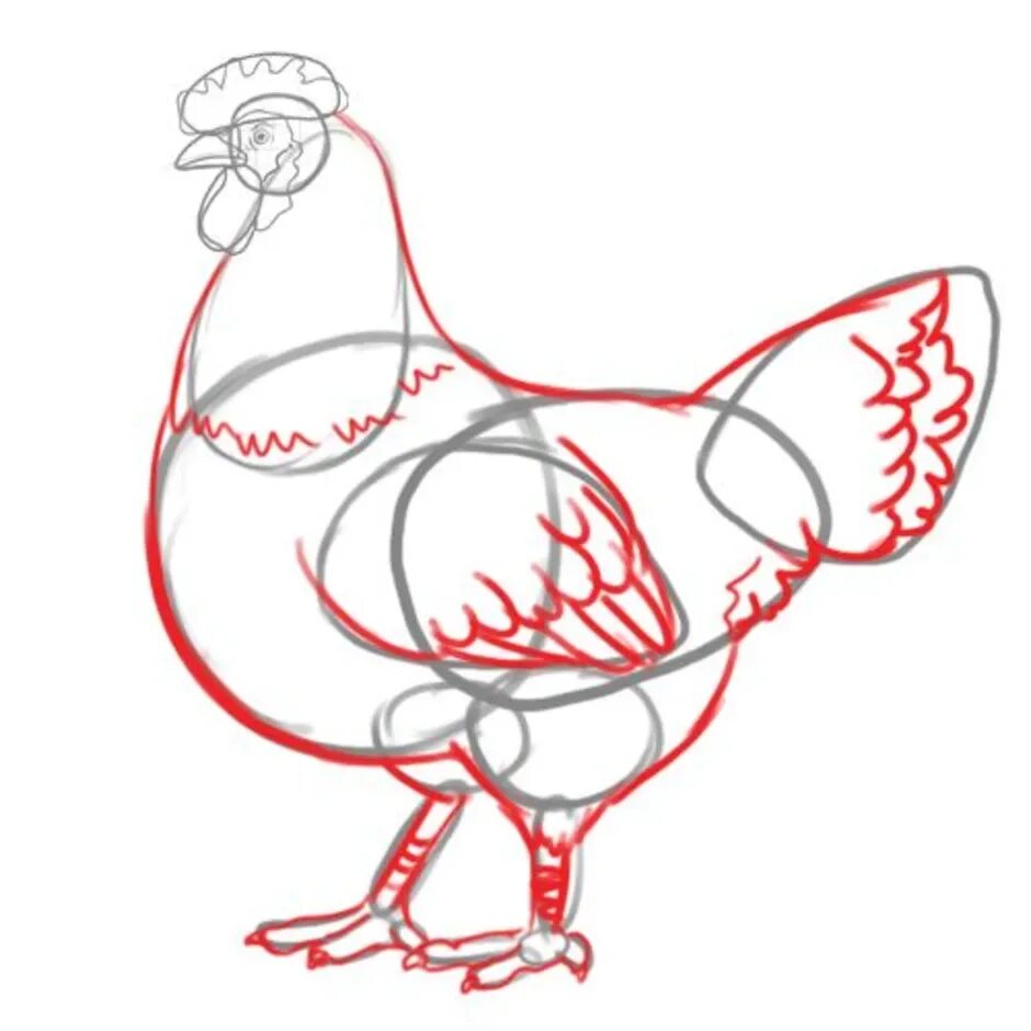 Поэтапное рисование курицы. Курица карандашом. Курица набросок. Курица рисунок карандашом.