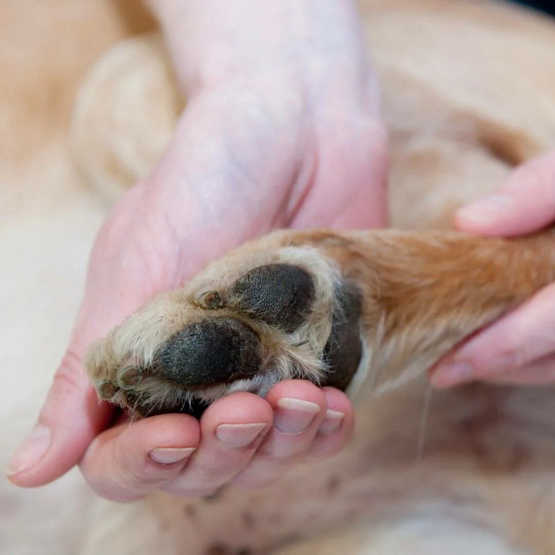 Размет лап у немецкой овчарки. У собаки трясется лапа. У собаки трясется лапа. Коросты на локтях у собаки. Паралич конечностей у собак.
