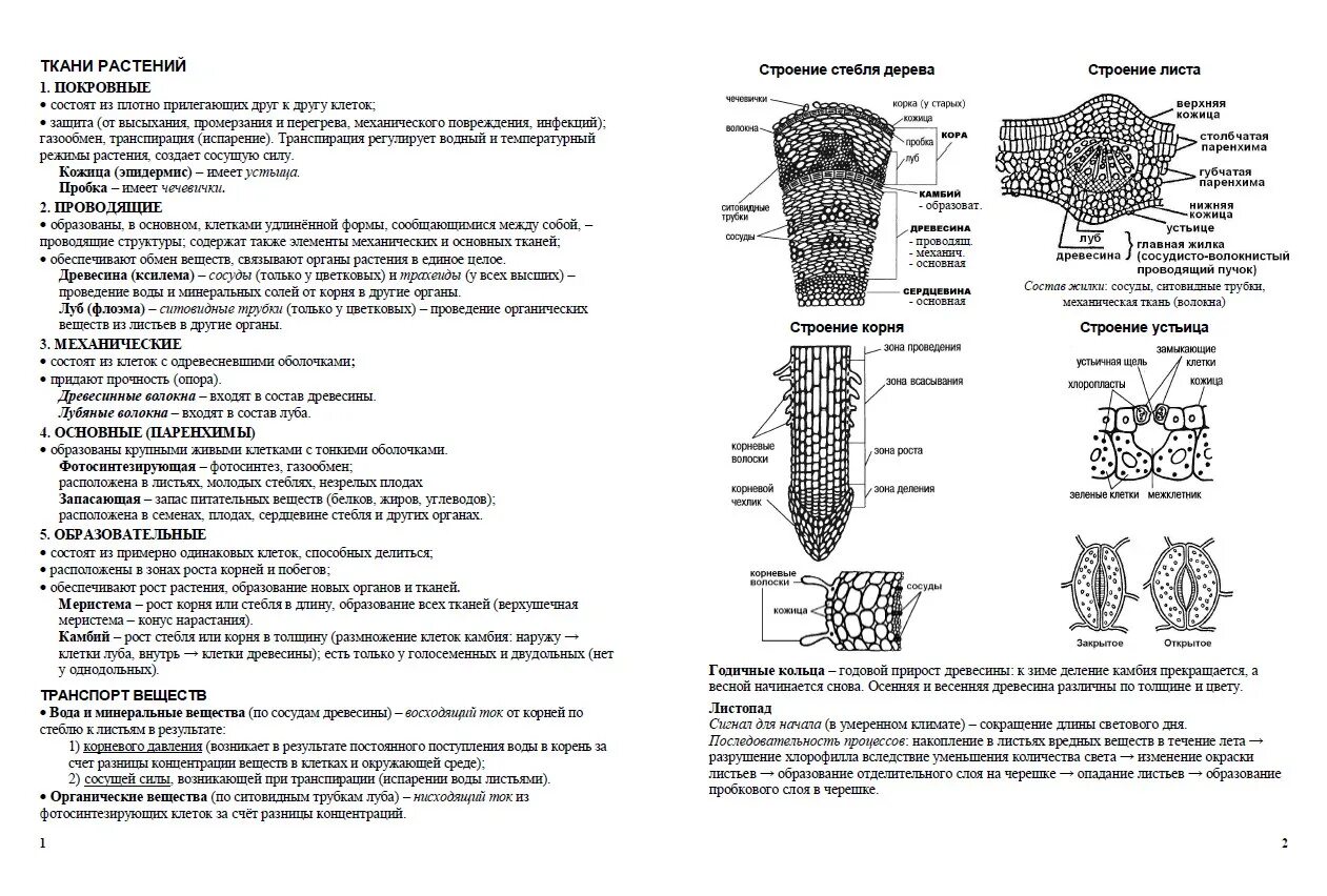 Строение тканей растений ЕГЭ. Растительные ткани ЕГЭ биология таблица. Ткани растений ЕГЭ биология рисунки. Ткани растений и их функции ЕГЭ биология. Какие растительные ткани существуют