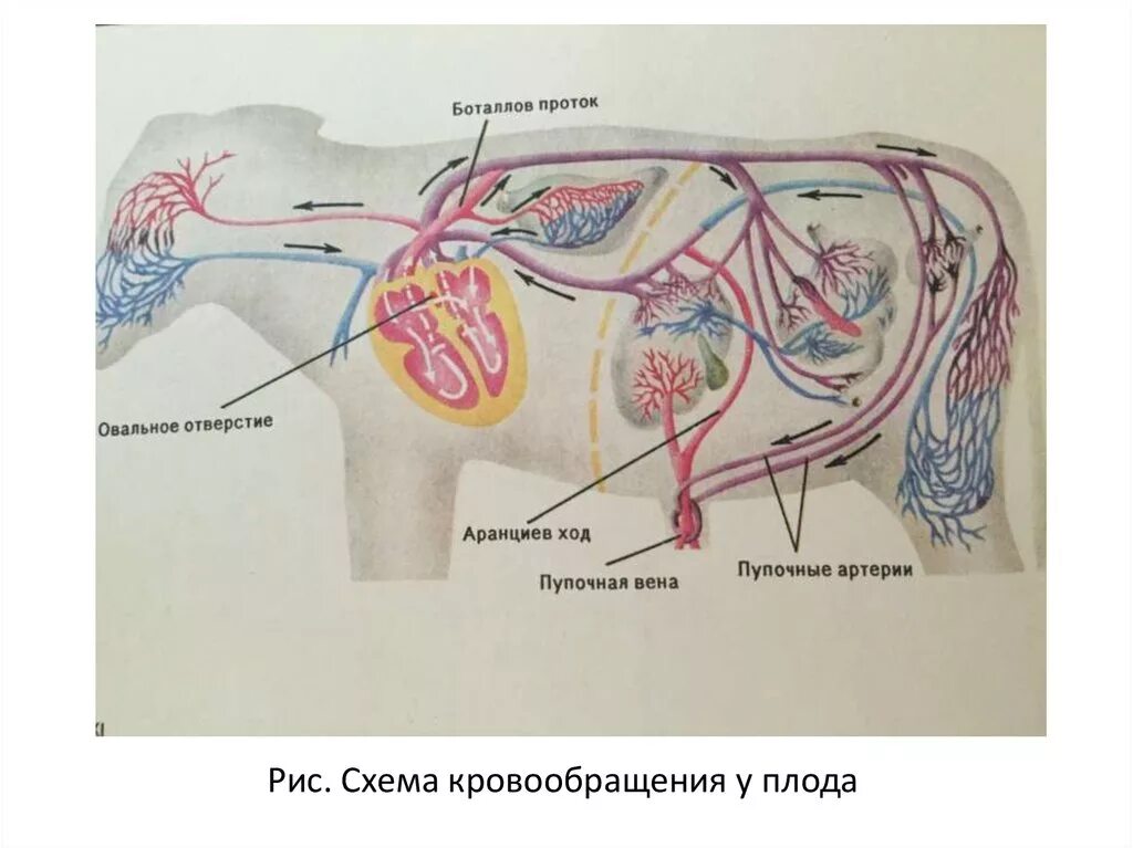 Артерии и вены животных. Кровеносная система коровы анатомия. Кровеносная система анатомия КРС. Кровообращение плода анатомия животных. Кровеносная система коровы схема.