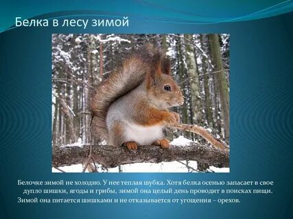 Рассказ о жизни животных