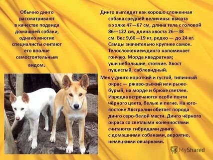 Дикой краткое содержание